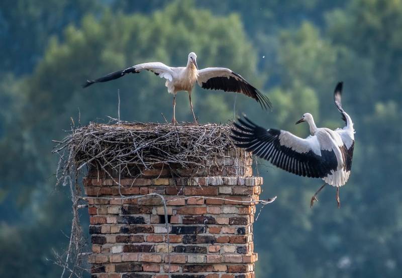 Expert Chimney Animal Removal in Whitman, MA Professional Chimney Animal Removal Services in Whitman, Massachusetts