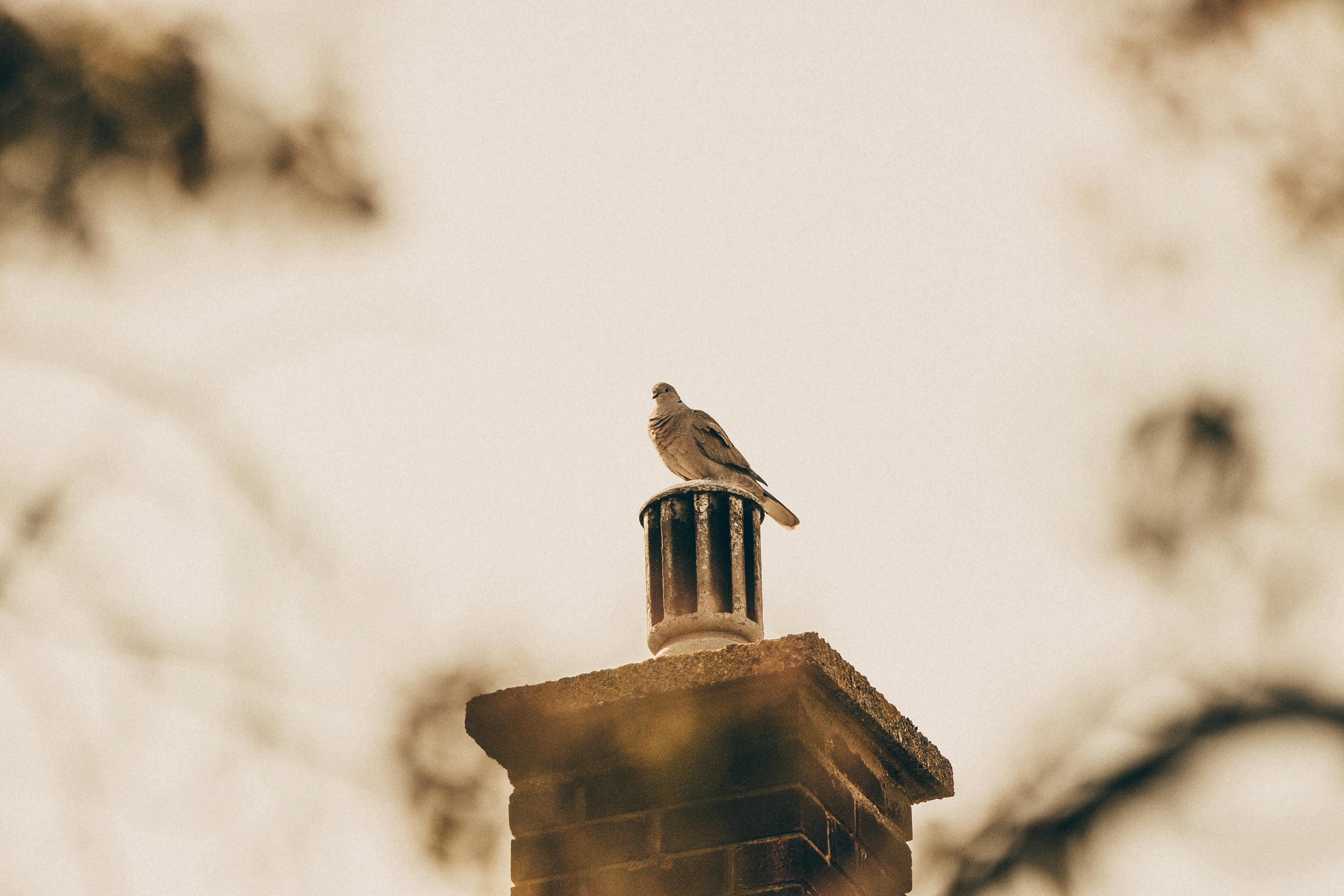 Professional Chimney Cap Installation Services in Whitman, MA Expert Chimney Cap Installation in Whitman, Massachusetts